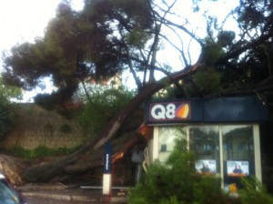 albero caduto pergusa (1)