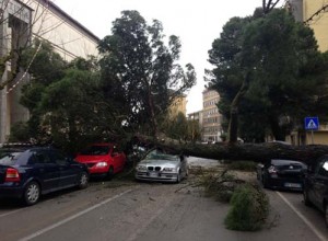 130314 viale diaz albero