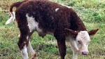maltrattamento di  vitello
