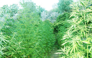 marijuana 2014 - piantagione adrano cc nicosia