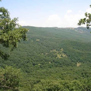Foreste-di-Troina-sui-Nebrodi