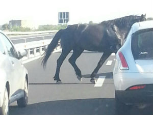 cavallo_autostrada