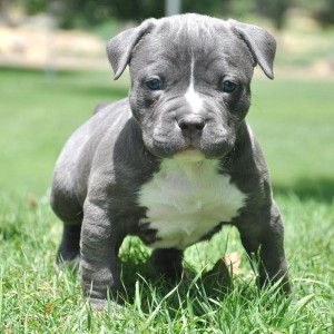 pitbull-puppy