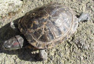 Trachemys scripta