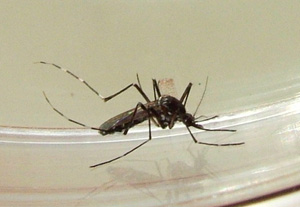 Pergusa è risultato infestato da una popolazione significativa di zanzara tigre. Ordinanza del Sindaco di Enna
