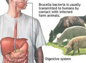 Protocollo tra Asp Enna e Messina e comuni Nebrodi per eradicare la brucellosi e la tubercolosi animale