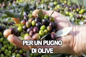 Tre anni per un processo, imputati due catanesi che avevano rubato 35 kg di olive a Centuripe