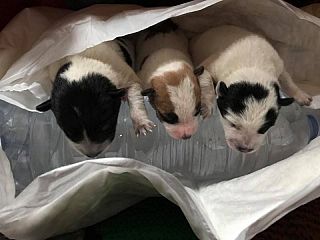 Cerami. Orrore contro animali