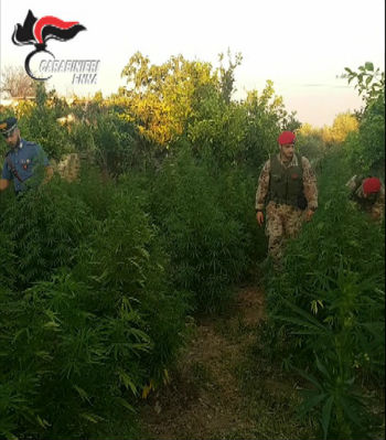 Sequestrate 250 piante di marijuana nelle campagne di Enna, due catanesi sorpresi ed arrestati da Carabinieri Nicosia – foto e video