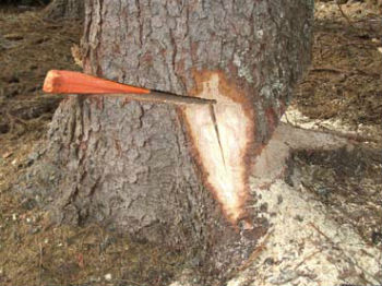 Condannato per danneggiamenti agricoli e furto di albero cittadino di Valguarnera