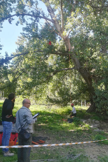 Agira, messo in sicurezza l’albero monumentale simbolo del “Vallone”