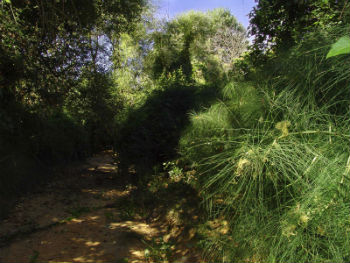 Il Cutgana aderisce alla Giornata nazionale dell’albero, previste iniziative ad Agira