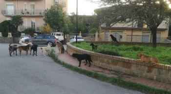 Aidone: situazione dei cani randagi al limite. I volontari: “Il comune ci aiuti e trovi un luogo dove sterilizzarli”