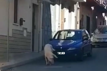 A spasso per il paese di Leonforte: maiali urbani – video