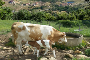 Titolare azienda agricola zootecnia nella provincia di Enna: “allevatori siciliani rimanere uniti per reclamare i diritti”