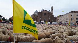 COLDIRETTI, MILLE PECORE IN PIAZZA A PADOVA CONTRO I DAZI DI TRUMP