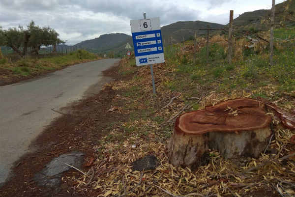 Assoro, contrada Morra: “la voce degli alberi”