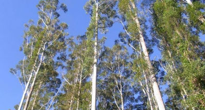 Alberi e 5G all’Università Popolare di Leonforte