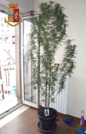 Enna: 42enne coltivava una pianta di marijuana nella camera da letto, denunciato