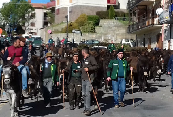 Chiaramonte – Troina, uniti per la legalità; torna l’antica tradizione della transumanza. Gli asini scendono a valle