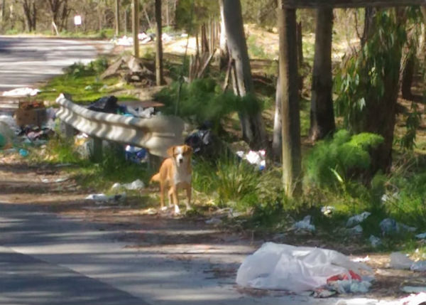 Valguarnera: SP 88, vicino Grottacalda, invasa da rifiuti solidi urbani, speciali e da cani randagi