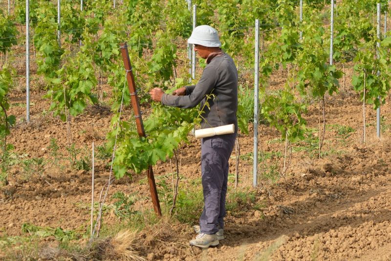Agricoltura, Uila-Uil “Serve chiarezza su fabbisogno occupazionale”