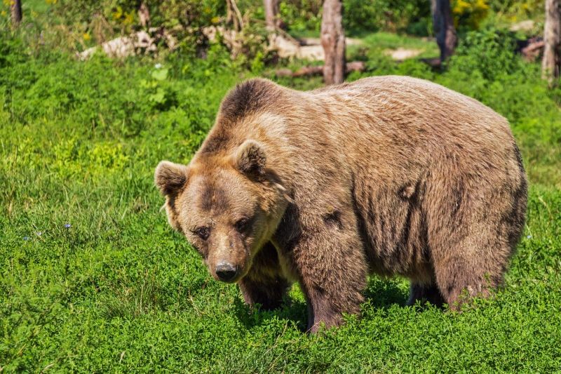 Il Wwf cerca volontari per la tutela dell’orso bruno marsicano