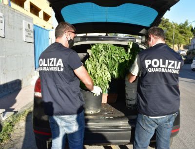 Piazza Armerina: denunciati un uomo ed una donna per coltivazione marijuana: sequestrate 30 piante alte più di un metro