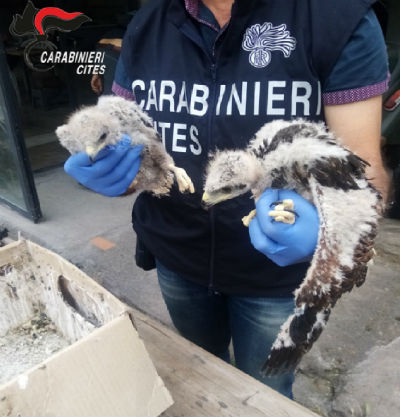 Operazione ‘peregrinus’ Carabinieri e Forestale contro bracconaggio e traffico rapaci