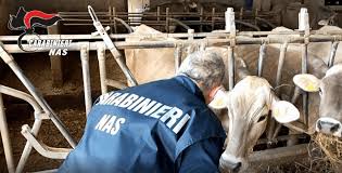 Troina. NAS sequestrato bestiame sottoposto a trattamenti terapeutici abusivi, denunciato allevatore per acquisto illecito di medicinali