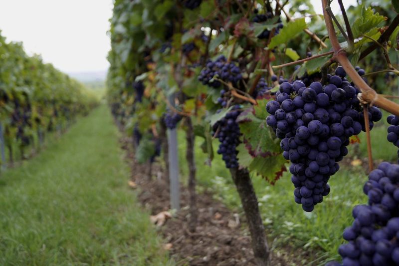 Vendemmia, allarme Cia “Troppi ostacoli per contratti a stranieri”