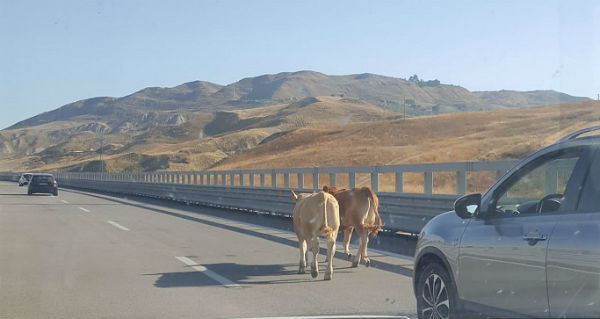 Segnalati vitelli sulla A19 ponte Cinque Archi, messi in sicurezza da polizia