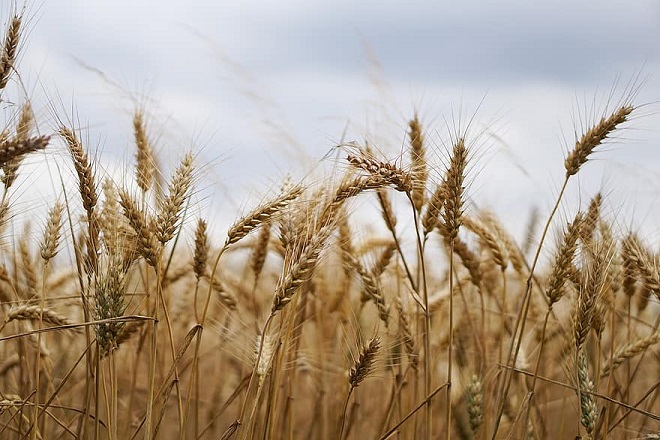 Agricoltura, oltre 38 mln per le aziende sarde danneggiate dal Covid