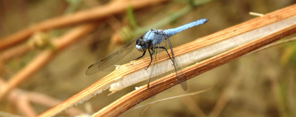 Agira, censite 21 specie di libellule al “Vallone di Piano della Corte”