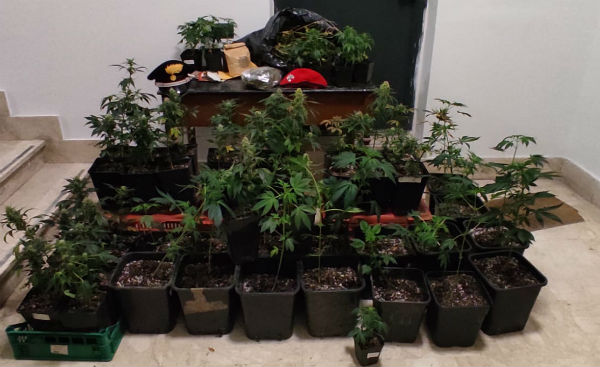 Agira: arrestato 40enne, coltivava 54 piante di marijuana dentro casa