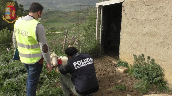 Gagliano C,.to deferito all’AG allevatore per detenzione animali non censiti pronti alla macellazione