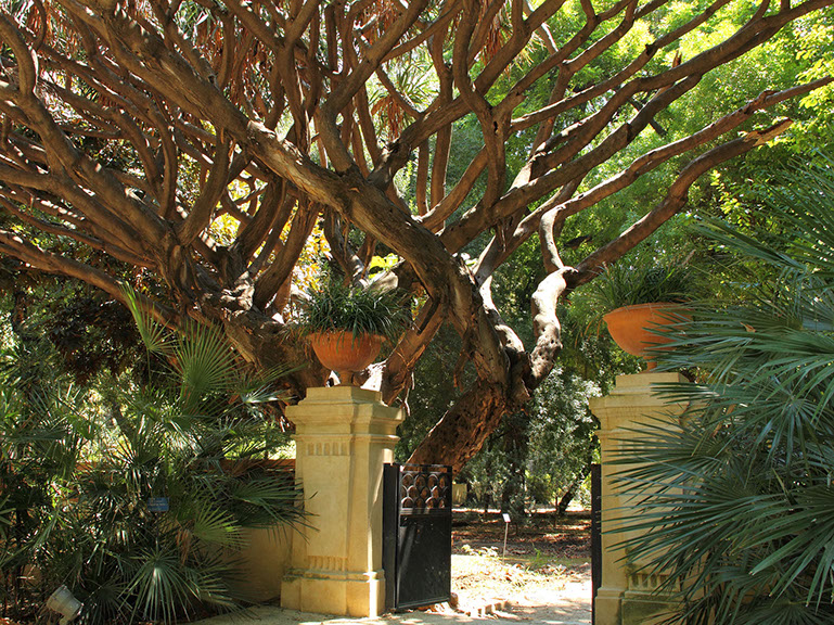 Università Palermo, bando per ampliamento Orto Botanico