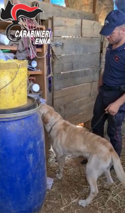 Droga: 30enne arrestato a Barrafranca, segnalato 20enne di Piazza Armerina per uso personale sostanze stupefacenti.