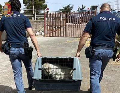 Deferito 64enne di Nicosia per maltrattamenti di animali
