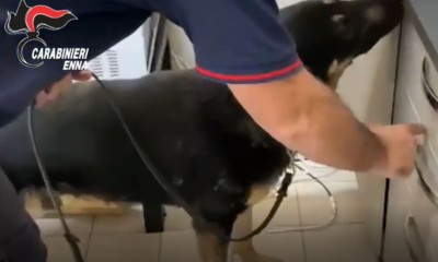 Barrafranca: segnalati due giovani al Prefetto di Enna uso sostanza stupefacente, i cani antidroga dell’Arma “fiutano” il crack