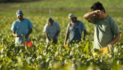 Sicilia. Regione propone lavoro a tempo determinato per 24 disoccupati in Provincia di Enna, nel settore agricolo