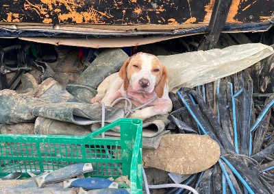 Denunciato 57enne: getta in maniera violenta un sacco in plastica con dentro un cane sulla SS 117 Bis