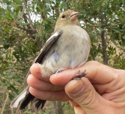 A Pergusa arrivano tante specie di uccelli, annunciata la primavera