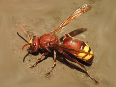 Sono in aumento le colonie di vespe orientali in Sicilia. Avvistate anche a Gagliano C.to