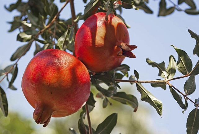 Gli scoop a Nicosia: piantumato un melograno!