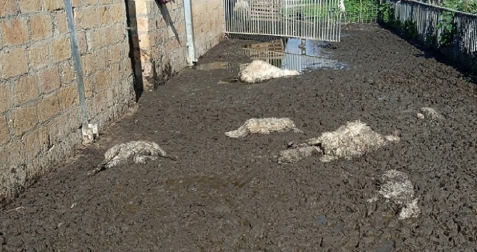 Valguarnera: mattanza di ovini da parte di cani randagi a pochi chilometri dal paese