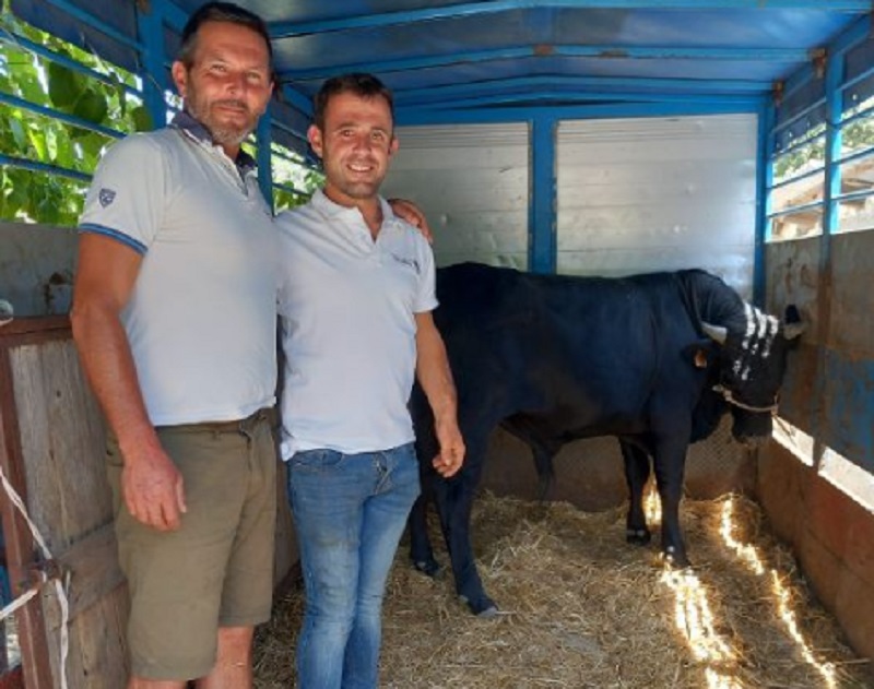 Piano per la salvaguardia di razze autoctone, 2 torelli ennesi in Veneto