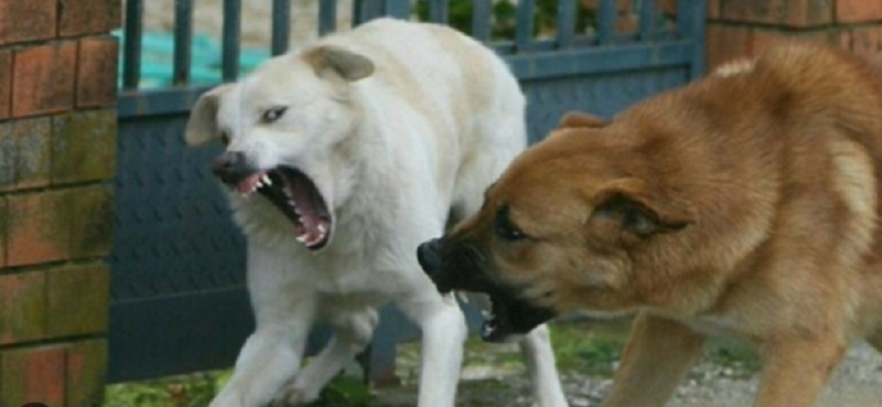 Cani randagi a Valguarnera, “c’è chi ha paura ad uscire di casa”