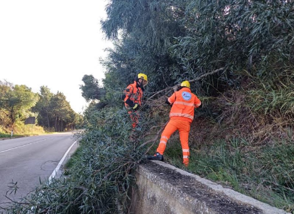 Alberi pericolanti a Enna, 20 interventi della Protezione civile