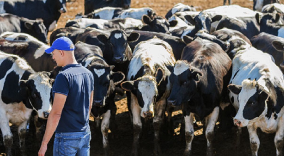 Siccità, Regione dichiara stato di crisi per la zootecnia